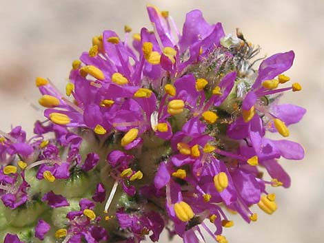 Searls' Prairieclover (Dalea searlsiae)