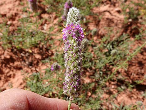 Searls' Prairieclover (Dalea searlsiae)