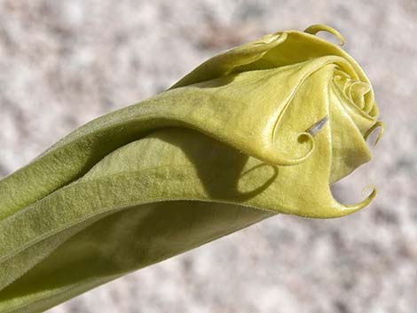 Jimson Weed (Datura wrightii)