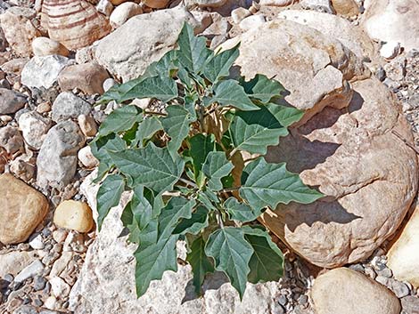 Jimson Weed (Datura wrightii)