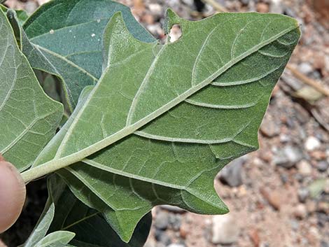 Jimson Weed (Datura wrightii)