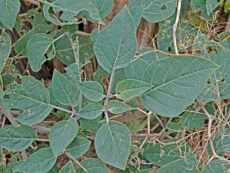 Jimson Weed (Datura wrightii)