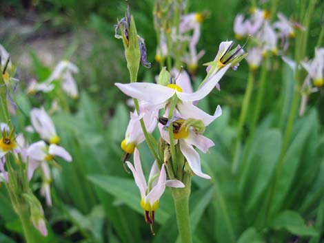 Scented Shootingstar (Dodecatheon redolens)