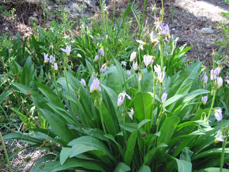 Scented Shootingstar (Dodecatheon redolens)