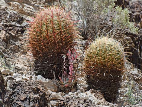 Chalk Dudleya (Dudleya pulverulenta)