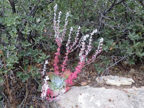 Chalk Dudleya (Dudleya pulverulenta)