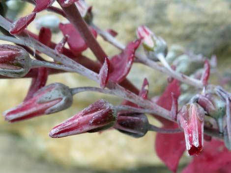 Chalk Dudleya (Dudleya pulverulenta)