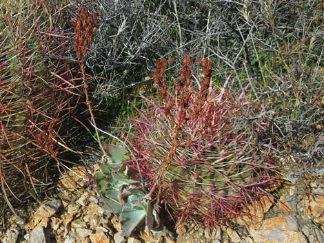 Chalk Dudleya (Dudleya pulverulenta)