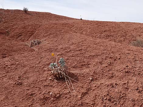 Silverleaf Sunray (Enceliopsis argophylla)