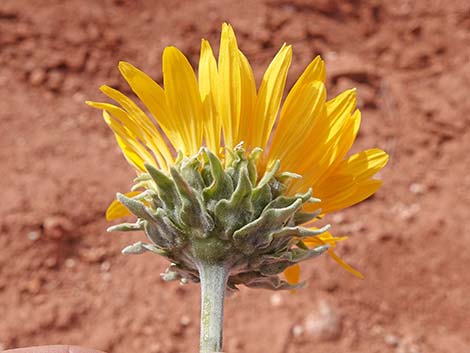 Silverleaf Sunray (Enceliopsis argophylla)