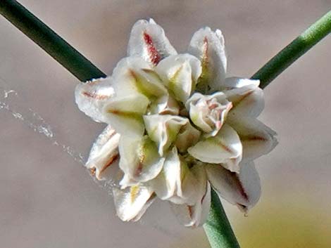 Skeletonweed (Eriogonum inflatum var. deflatum)