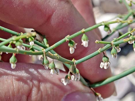 Skeletonweed (Eriogonum inflatum var. deflatum)