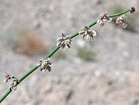 Skeletonweed (Eriogonum inflatum var. deflatum)