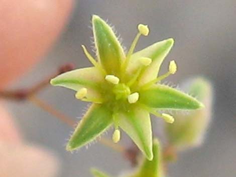 Desert Trumpet (Eriogonum inflatum)