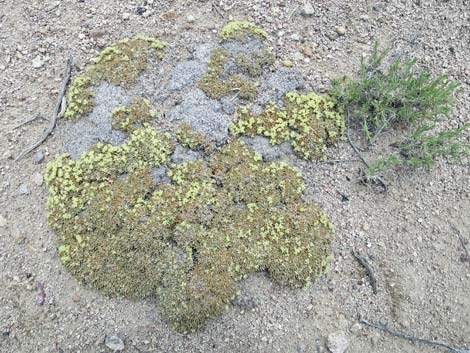 Shockley's Buckwheat (Eriogonum shockleyi)