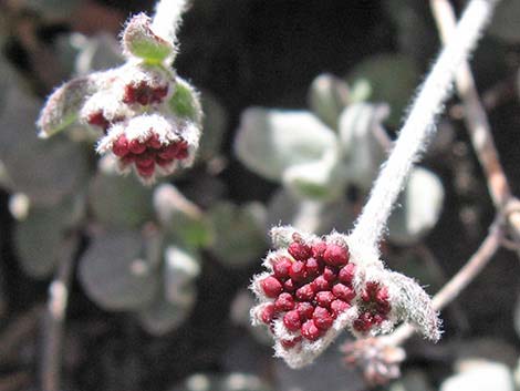 Sulphur-flower Buckwheat (Eriogonum umbellatum var versicolor)