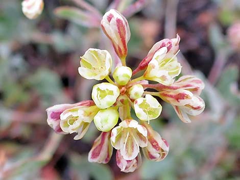 Sulphur-flower Buckwheat (Eriogonum umbellatum var versicolor)