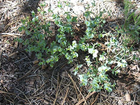 Horned Spurge (Euphorbia brachycera)