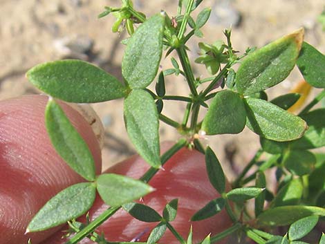 Sticky Fagonbush (Fagonia pachyacantha)