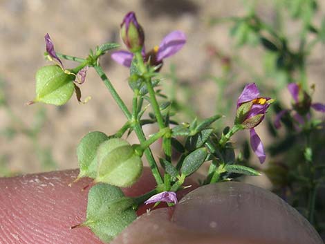 Sticky Fagonbush (Fagonia pachyacantha)