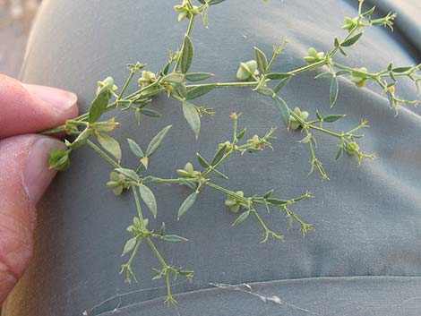 Sticky Fagonbush (Fagonia pachyacantha)