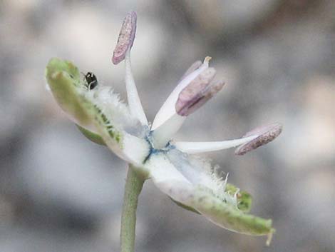 Desert Frasera (Frasera albomarginata)