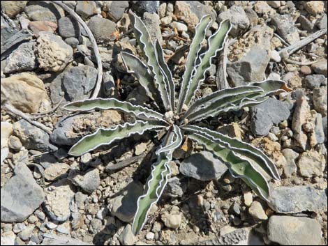 Desert Frasera (Frasera albomarginata)