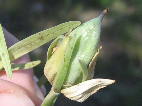 Elkweed (Frasera speciosa)