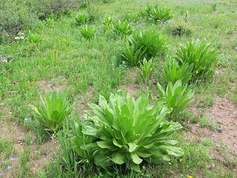 Elkweed (Frasera speciosa)