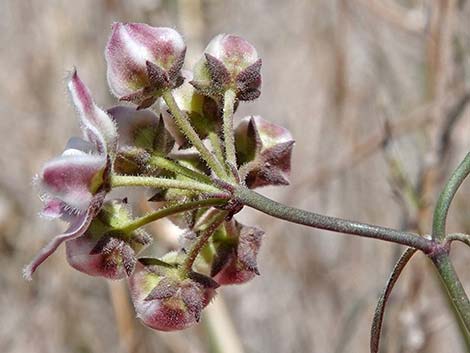 Hartweg's Climbing Milkweed (Funastrum heterophyllum)