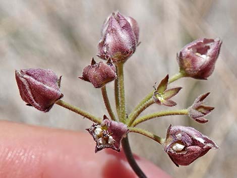 Hartweg's Climbing Milkweed (Funastrum heterophyllum)