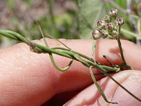 Hartweg's Climbing Milkweed (Funastrum heterophyllum)