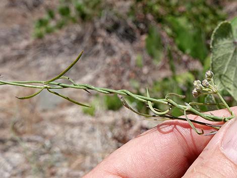 Hartweg's Climbing Milkweed (Funastrum heterophyllum)