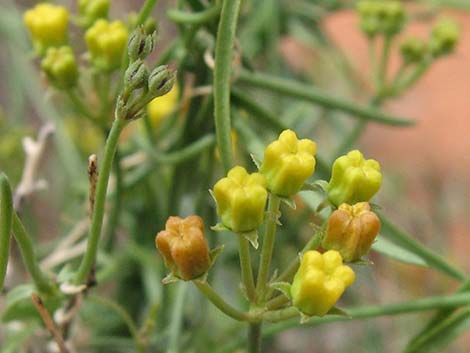 Utah Vine Milkweed (Funastrum utahense)