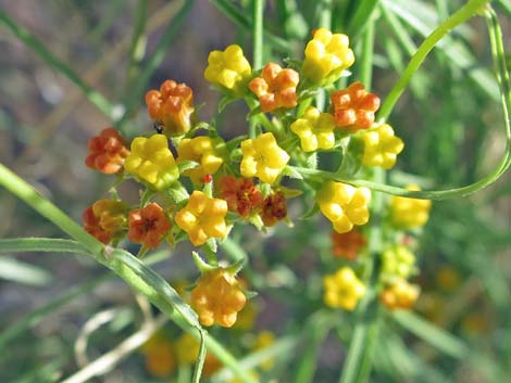 Utah Vine Milkweed (Funastrum utahense)