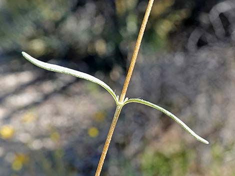 Nevada Goldeneye (Heliomeris multiflora)