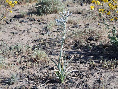 Desert Lily (Hesperocallis undulata)