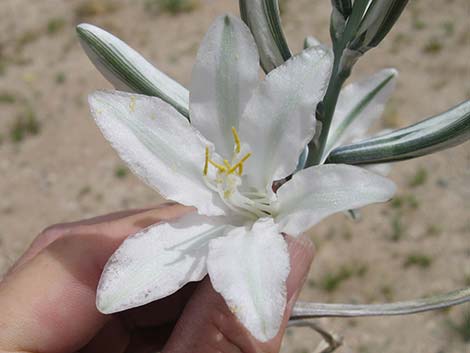 Desert Lily (Hesperocallis undulata)