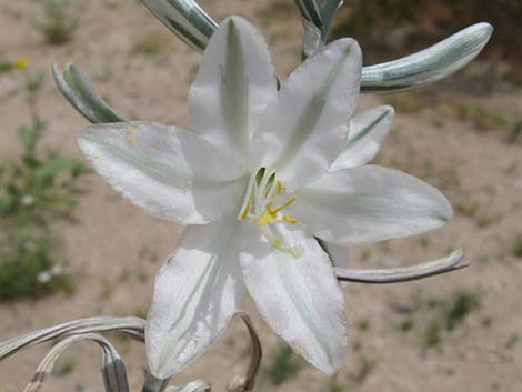 Desert Lily (Hesperocallis undulata)