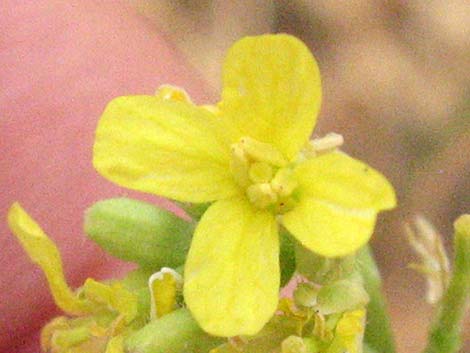 Shortpod Mustard (Hirschfeldia incana)