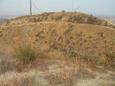 Shortpod Mustard (Hirschfeldia incana)