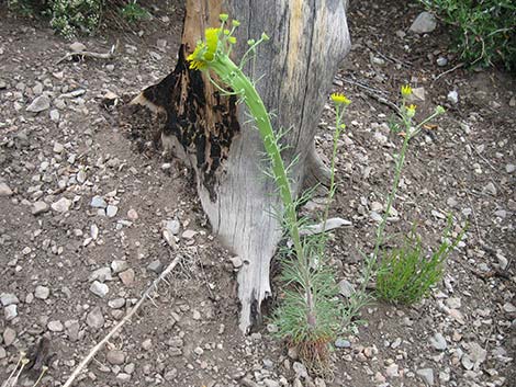 Cooper's Rubberweed (Hymenoxys cooperi)