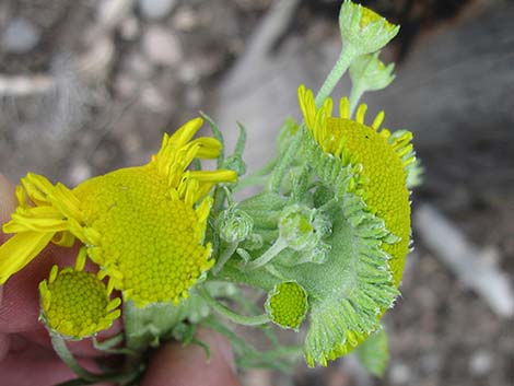 Cooper's Rubberweed (Hymenoxys cooperi)