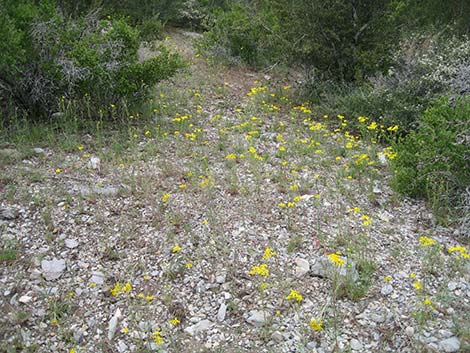 Cooper's Rubberweed (Hymenoxys cooperi)