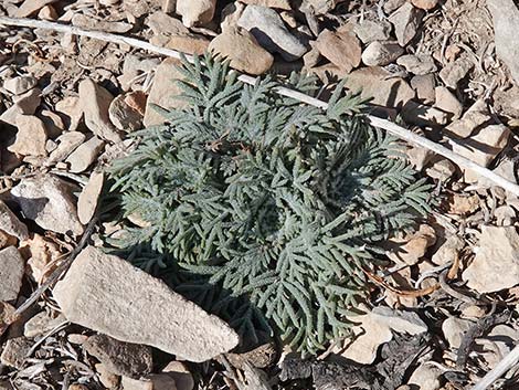 Arizona Skyrocket (Ipomopsis arizonica)