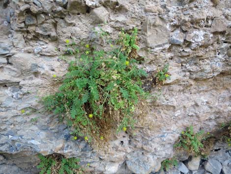 Jaeger's Mousetail (Ivesia jaegeri)