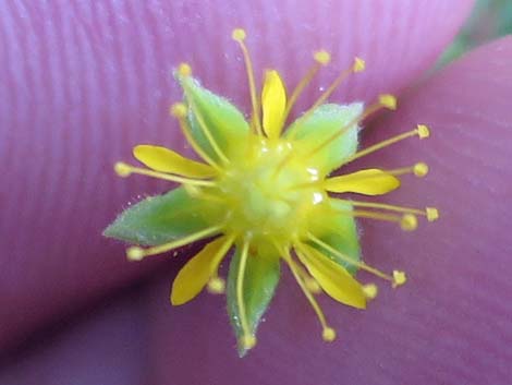 Jaeger's Mousetail (Ivesia jaegeri)