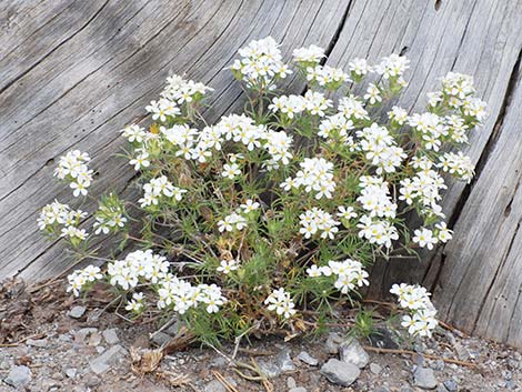 Nuttall's Linanthus (Leptosiphon nuttallii ssp. pubescens)