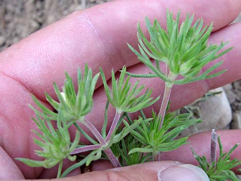 Nuttall's Linanthus (Leptosiphon nuttallii ssp. pubescens)