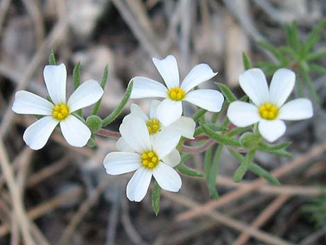 Nuttall's Linanthus (Leptosiphon nuttallii ssp. pubescens)